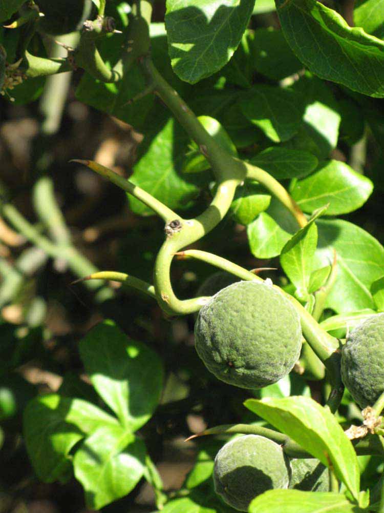            Immature fruit (Riverside, CA)   